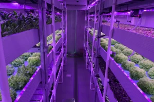 Best Container Farming in Dubai