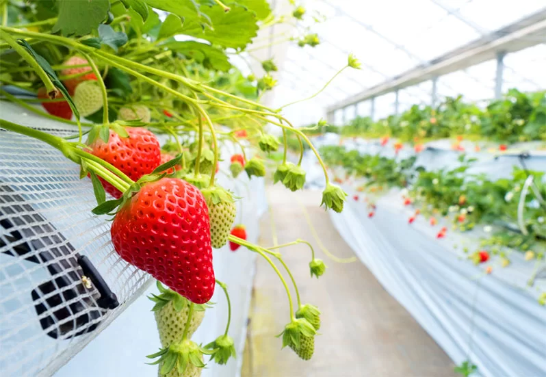 Best-Greenhouse-Strawberry-in-UAE