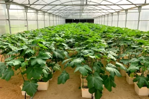 Greenhouses Farming in Dubai