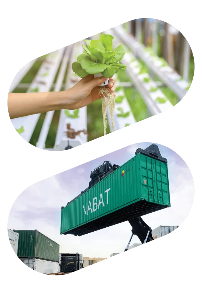 Hydroponic Farming in UAE