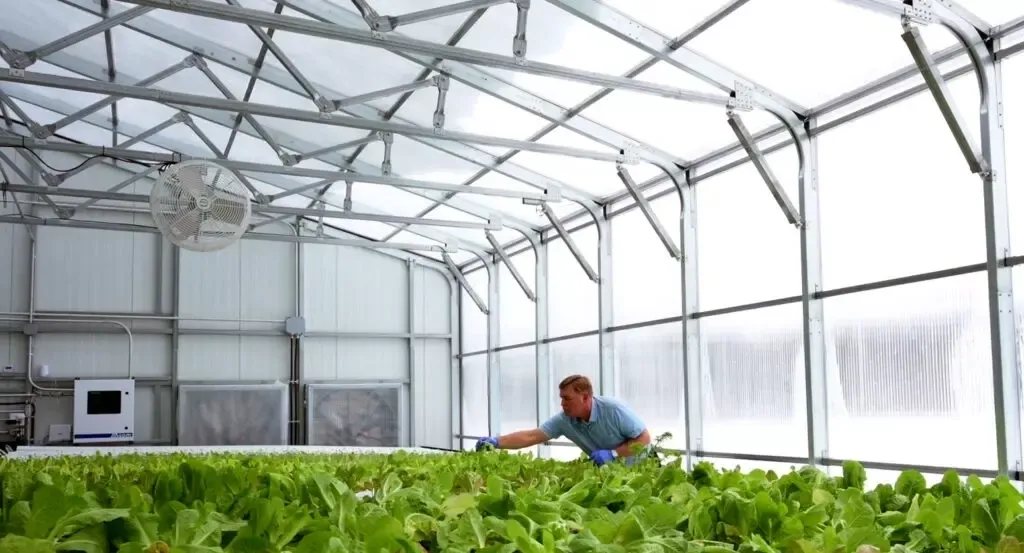 Hydroponic-Greenhouse-Farming-in-Abu-Dhabi