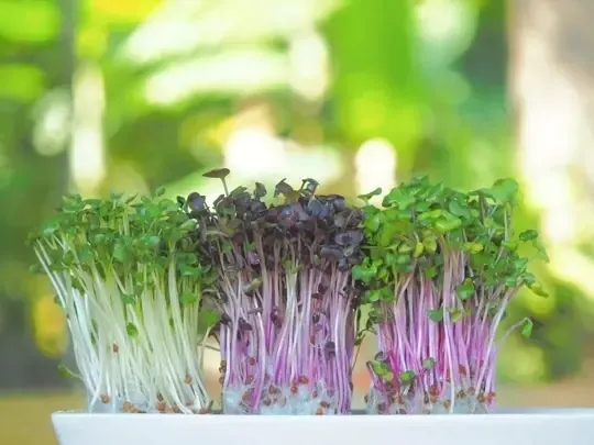 Microgreen-Container-Farming-Business-in-Duabi