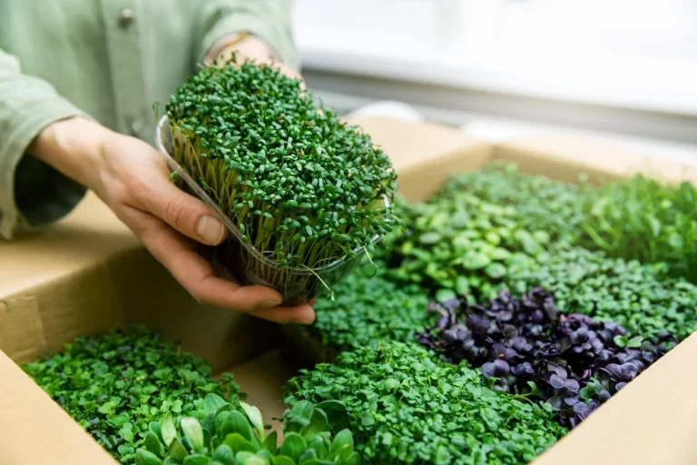 Microgreens Container Farming in Dubai