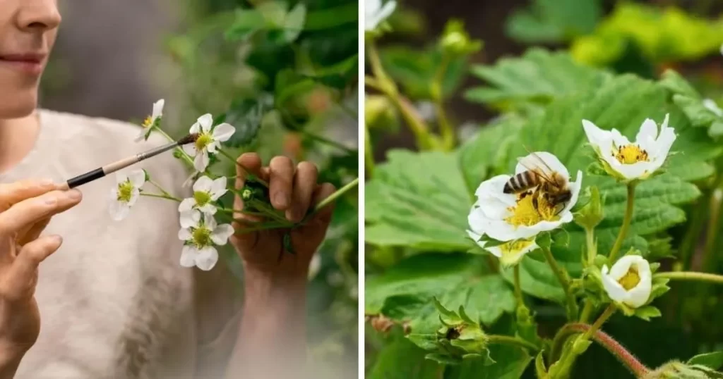 Strawberry-Container-Farming-Business-in-Abu Dhabi