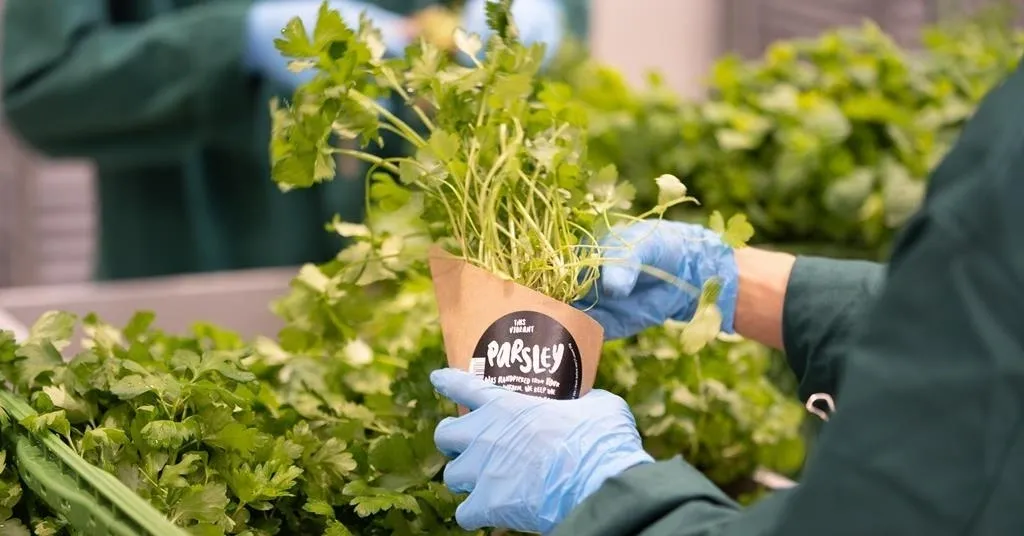 Vertical-Farming-in-UAE