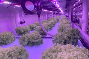 Top-Container-Farming-AlAin