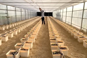 Top-Greenhouses-Farming-in-AlAin