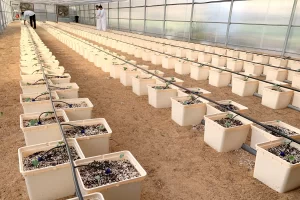 Top-Greenhouses-Farming-in-Dubai