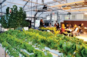 Best-Hydroponic-Class-Rooms-in-UAE