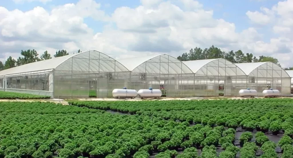 Hydroponic-Greenhouse-Farming-in-Al-Ain