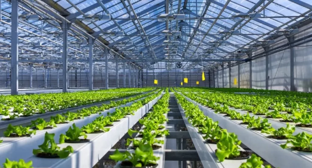 Hydroponic-Greenhouse-Farming-in-Duabi